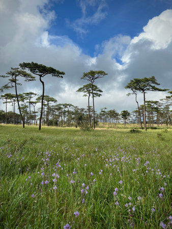 Murdannia giganteum flowers meadow with pine tree forest background at Phu Soi Dao National park.の写真素材