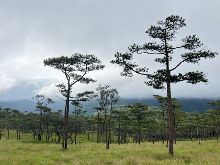 Panoramic landscape view of pine tree forest and green meadow at Phu Soi Dao National Park, Thailand.の写真素材