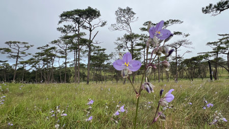 Murdannia giganteum flowers blooming in the meadow field.(Crest Naga Flower), wildflowers.の写真素材