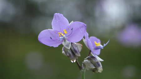 Selective focus Murdannia giganteum flowers blooming in the field.(Crest Naga Flower)の写真素材