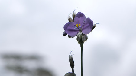 Selective focus Murdannia giganteum flowers blooming in the field.(Crest Naga Flower)の写真素材