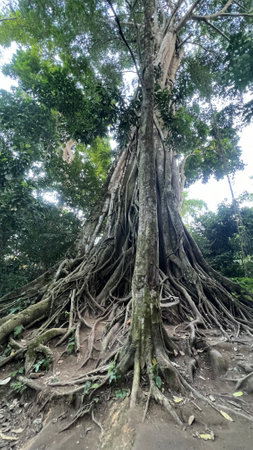 The roots of the banyan tree in the jungle of Laosの写真素材