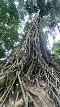 The roots of the banyan tree in the jungle of Laosの写真素材
