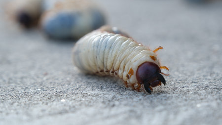 Selective focus grub worms beetle on the ground, Larvae close up.の写真素材