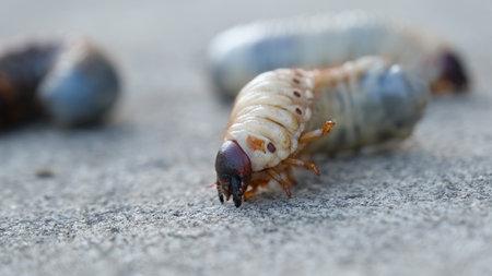 Larva of a rhinoceros beetle on the groundの写真素材