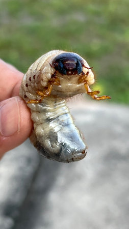 Larva of a rhinoceros beetle in the natureの写真素材