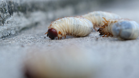 Selective focus grub worms beetle on the ground, Larvae close up.の写真素材