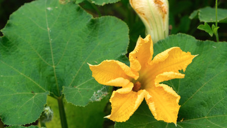 Close up of squash blossom on the vine in a gardenの写真素材