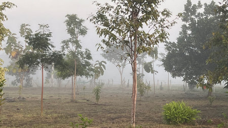 Foggy morning in the countryside of Thailand.の写真素材