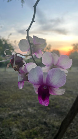 Dendrobium orchids in the garden at sunset background.の写真素材