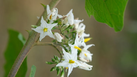 Selective focus turkey berry flowers in bloom on tree in garden.の写真素材