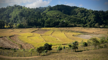 Paddy rice field  with mountain at Tak province, Thailand.の写真素材