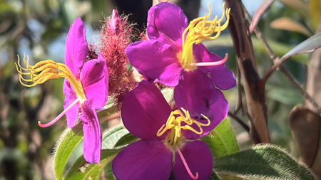 Osbeckia stellata or Osbeckia stellata blooming on the top of mountain, pink wildflower in bloom.の写真素材