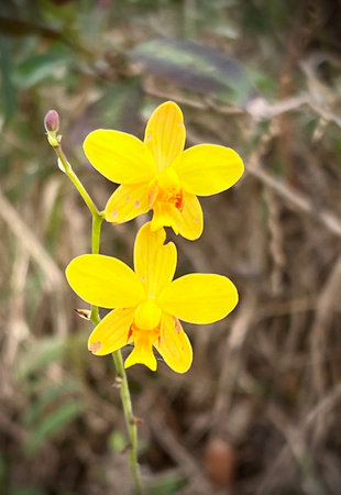Close-up yellow wildflower blooming in the forest.の写真素材