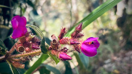 Osbeckia stellata or Osbeckia stellata blooming on the top of mountain, pink wildflower in bloom.の写真素材