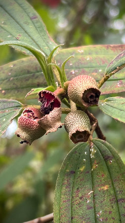 Malabar gooseberry or Singapore rhododendron seeds. (Scientific name Melastoma malabathricum)ilyの写真素材