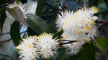 Close up of white wildflower blossom in the forest , summer season flower.の写真素材