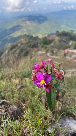 Osbeckia stellata or Osbeckia stellata blooming on the top of mountain, pink wildflower in bloom.の写真素材
