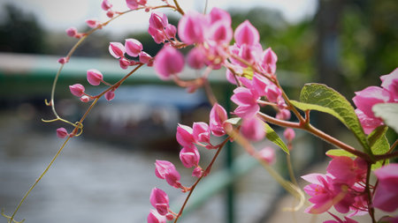 Pink flowers on the background of the river and a boat. Selective focus.
Pink Bush is a flowering plant of the family Polygonaceae.の写真素材