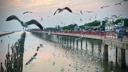 Seagulls flying over the sea at Red bridge, Samut Sakhon, Thailandの写真素材