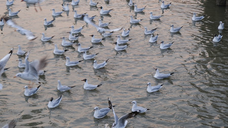 Seagulls flying over the sea at Red bridge, Samut Sakhon, Thailandの写真素材