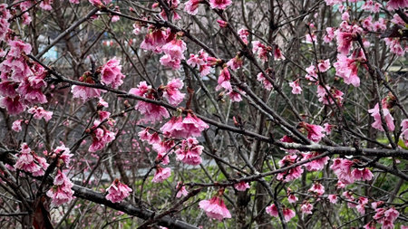 cherry blossom in spring, sakura blooming in the gardenの写真素材