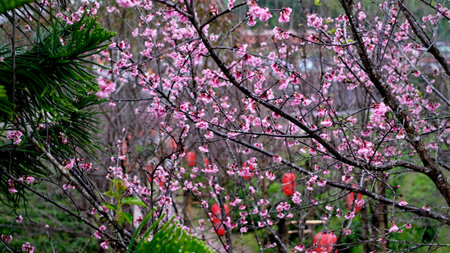 Pink cherry blossoms in bloom with softly blurred background. (selective focus)の写真素材