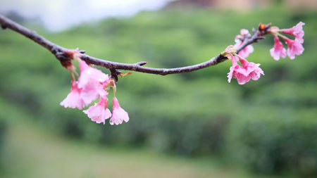 Close-up pink cherry blossoms in full bloom with raindrops on their petals, softly blurred background (selective focus)の写真素材