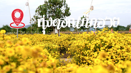 Yellow chrysanthemum flowers blooming in the field with check in spot and  welcome sign Thai mean "Chrysanthemum field"の写真素材