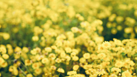 Field of yellow daisies in spring. Soft focus, tonedの写真素材