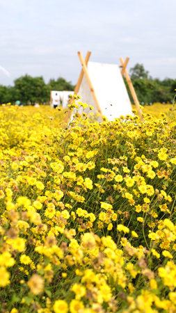 Yellow flowers in the field with white tent in background, Thailand.の写真素材