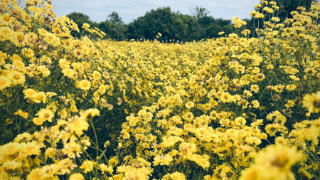 Yellow daisies in the meadow, vintage toned.の写真素材