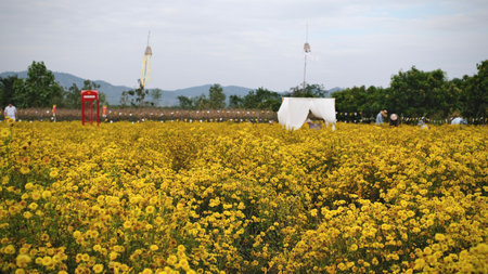 chrysanthemum flowers field full bloom. Nature background. Selective focus.