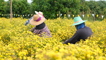 Farmer women working in Yellow chrysanthemum flowers fieldの写真素材