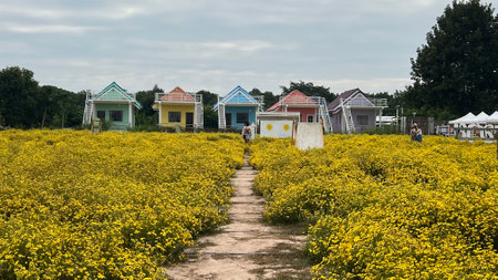 Yellow chrysanthemum field with colorful houses in background.selective focusの写真素材