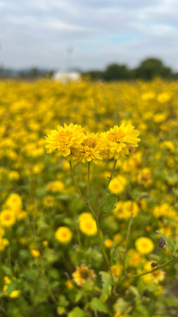 Selective focus yellow chrysanthemum flowers blooming in the field.の写真素材