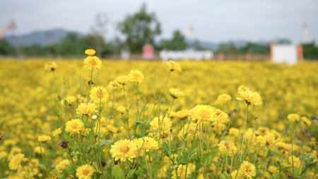 Yellow flowers in the field at Chiangmai, Thailand.の写真素材