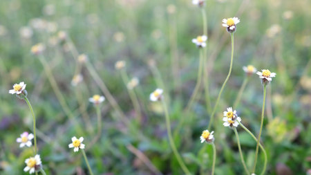 Small wildflowers in the meadow, soft focus, shallow depth of fieldの写真素材
