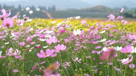 Multicolored cosmos flowers blooming in the meadow with mountain background (Selective focus)の写真素材