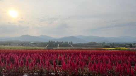 celosia flower blooming in the garden at sunset timeの写真素材