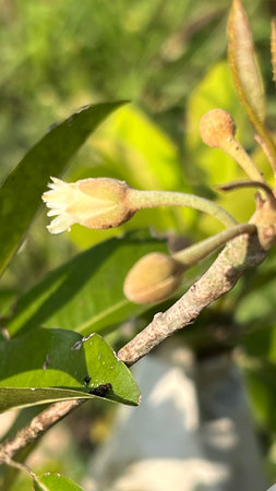 Close up sapodilla fruit on tree in the gardenの写真素材