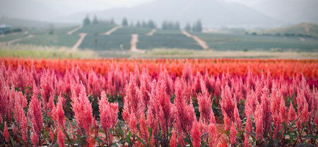 Colorful celosia or cockscombs flower field with mountain background.の写真素材