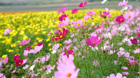 Selective focus cosmos flower field in bloom, Nature Background.の写真素材