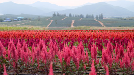 Colorful celosia or cockscombs flower field with mountain background.の写真素材