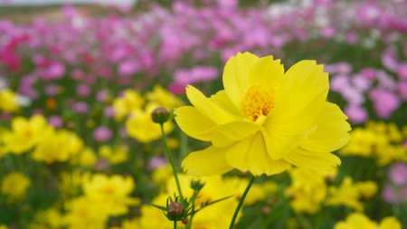 Yellow cosmos flowers blooming in the field, soft focus and shallow DOF.の写真素材