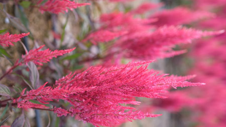 Colorful celosia or cockscombs flower field with mountain background.の写真素材