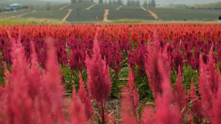 Colorful celosia or cockscombs flower field with mountain background.の写真素材