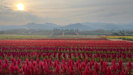 Colorful celosia or cockscombs flower field with mountain and sunset in background.