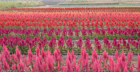 Colorful celosia or cockscombs flower field with mountain background.の写真素材