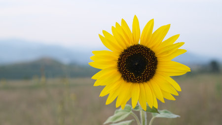Sunflower isolated on the field with mountain background. Sunflower blooming.の写真素材